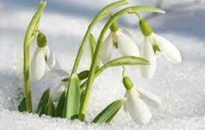 Perce neige