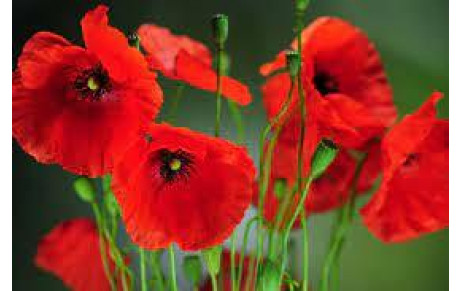 COQUELICOTS