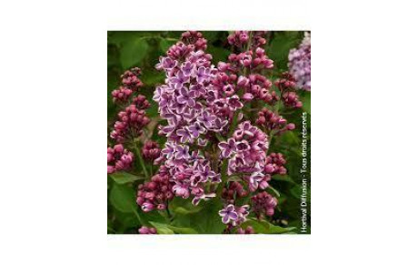 LILAS